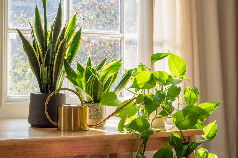 plants