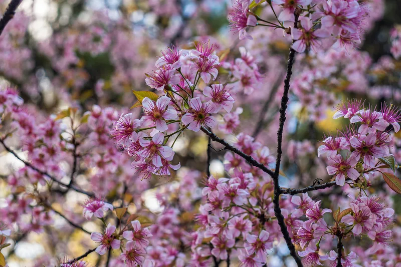 Pink cherry blossoms