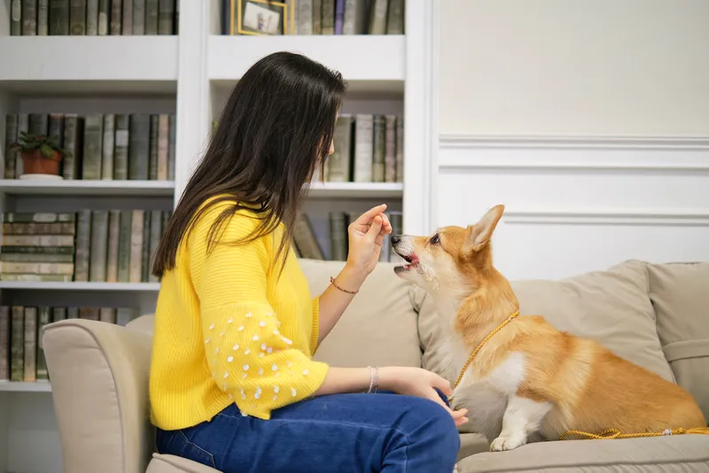 pet parenting