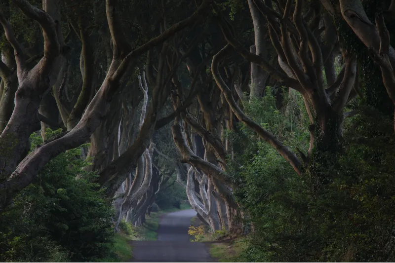 Dark Hedges
