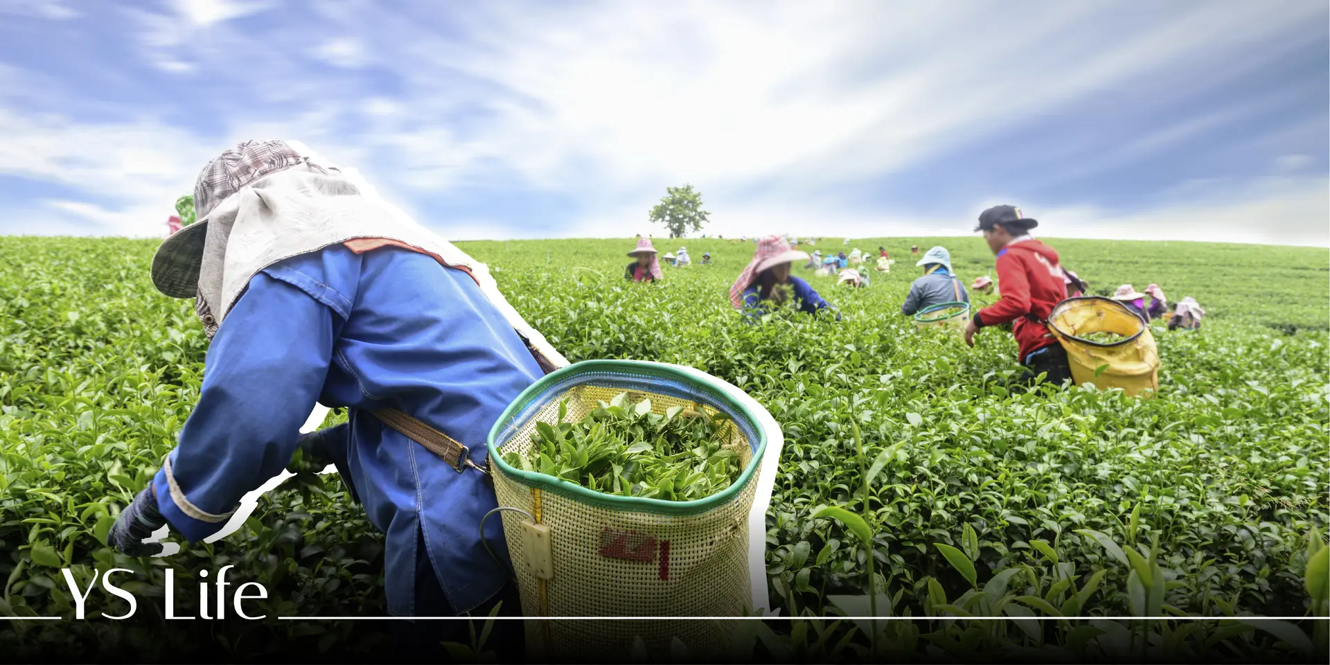 International Tea Day brews big interest in chai destinations in India