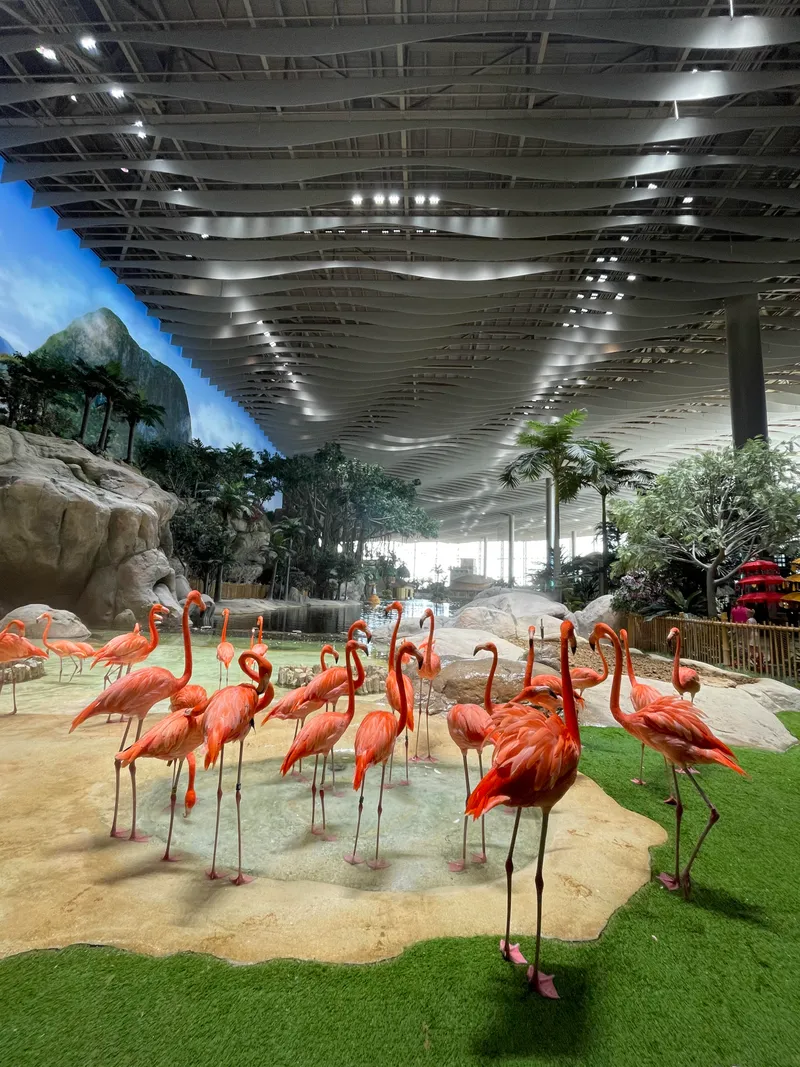 Yas Island Flamingoes