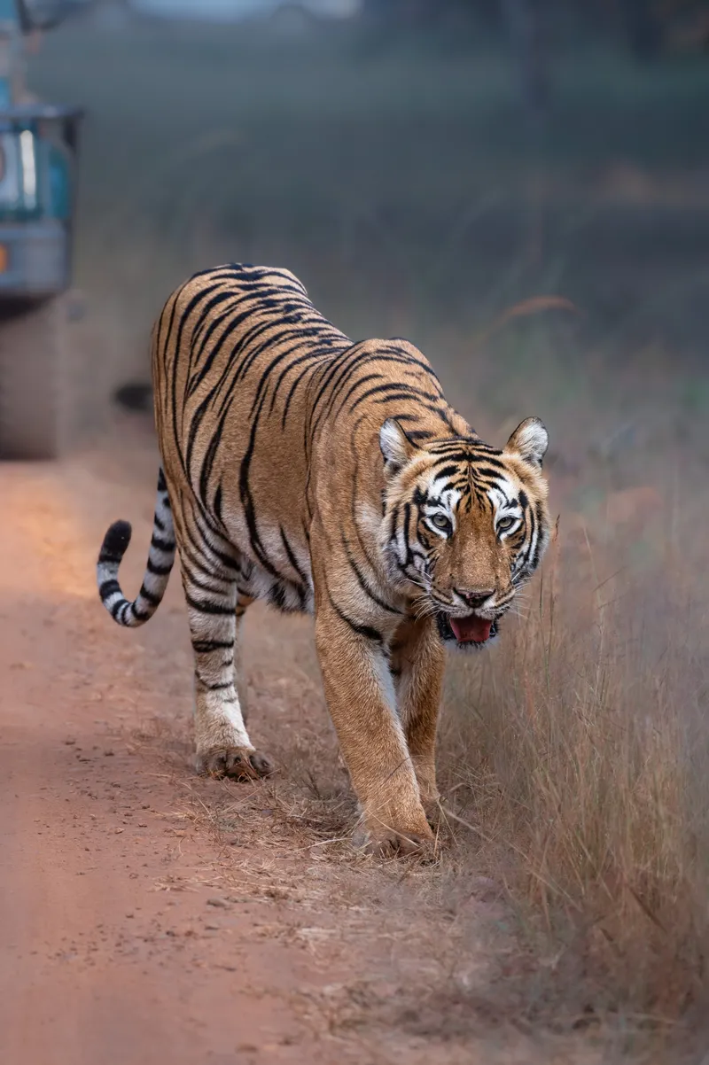 Tadoba Reserve, YS Life