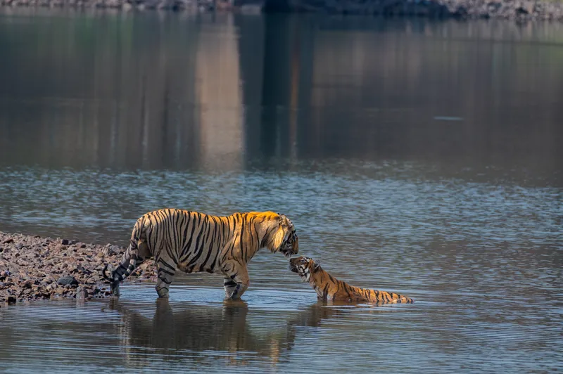 Tadoba Reserve, YS Life