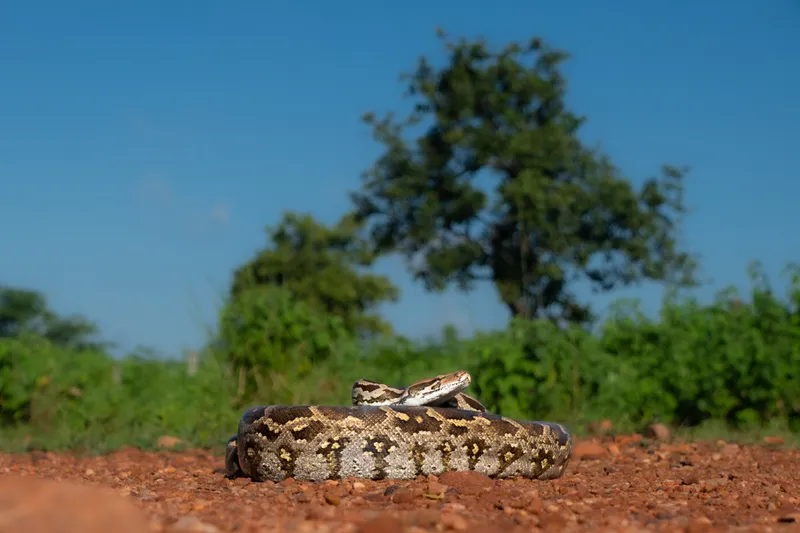 Tadoba Reserve, YS Life