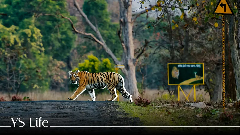 Tadoba reserve, YS Life