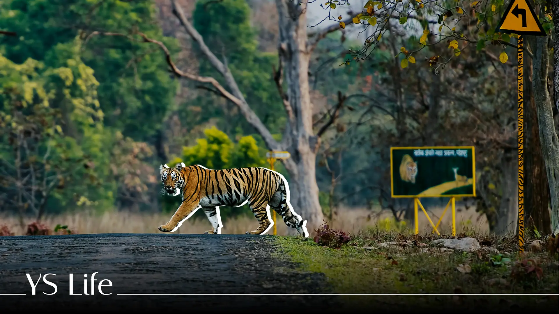 An adventure through the Tadoba-Andhari Tiger Reserve