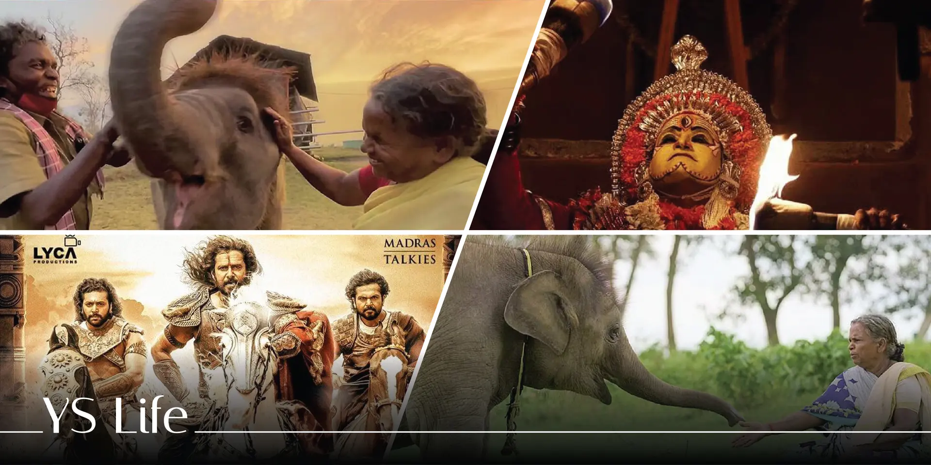 ‘Rooted stories have the power to cross boundaries’