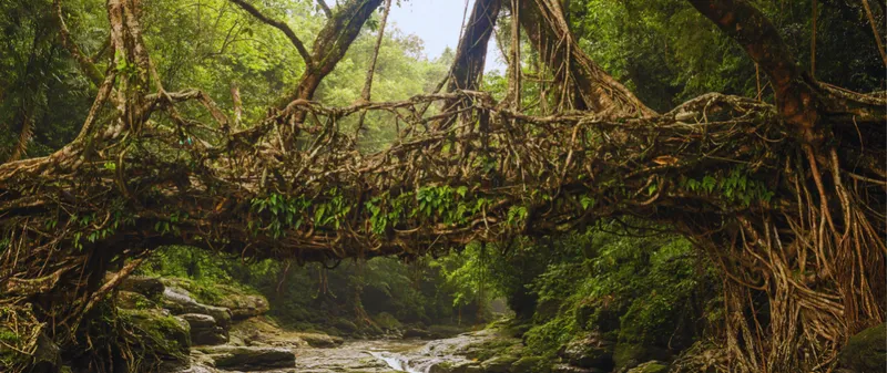living root bridge