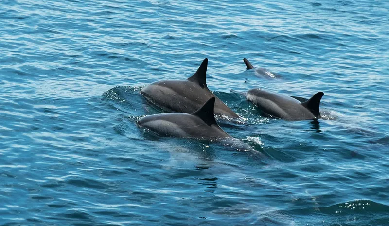 Spinner dolphins