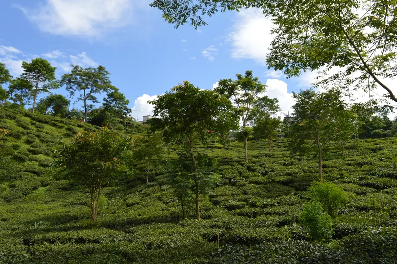 Makaibari tea estate
