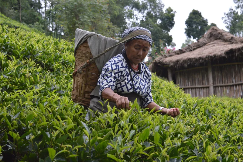 Makaibari workers