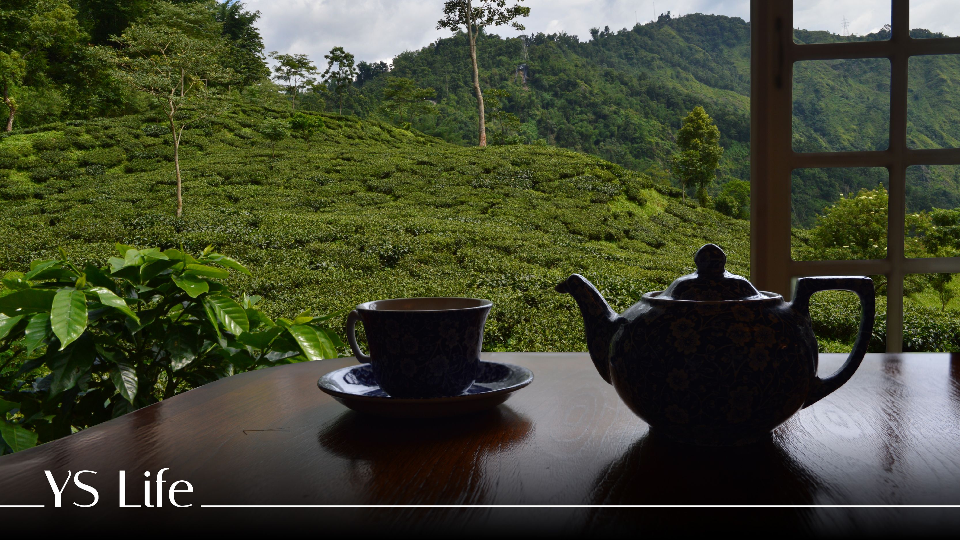 Makaibari feature image