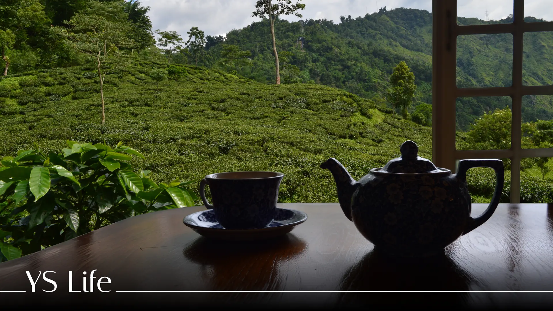 Makaibari is a heartfelt ode to tea traditions in the heart of Darjeeling