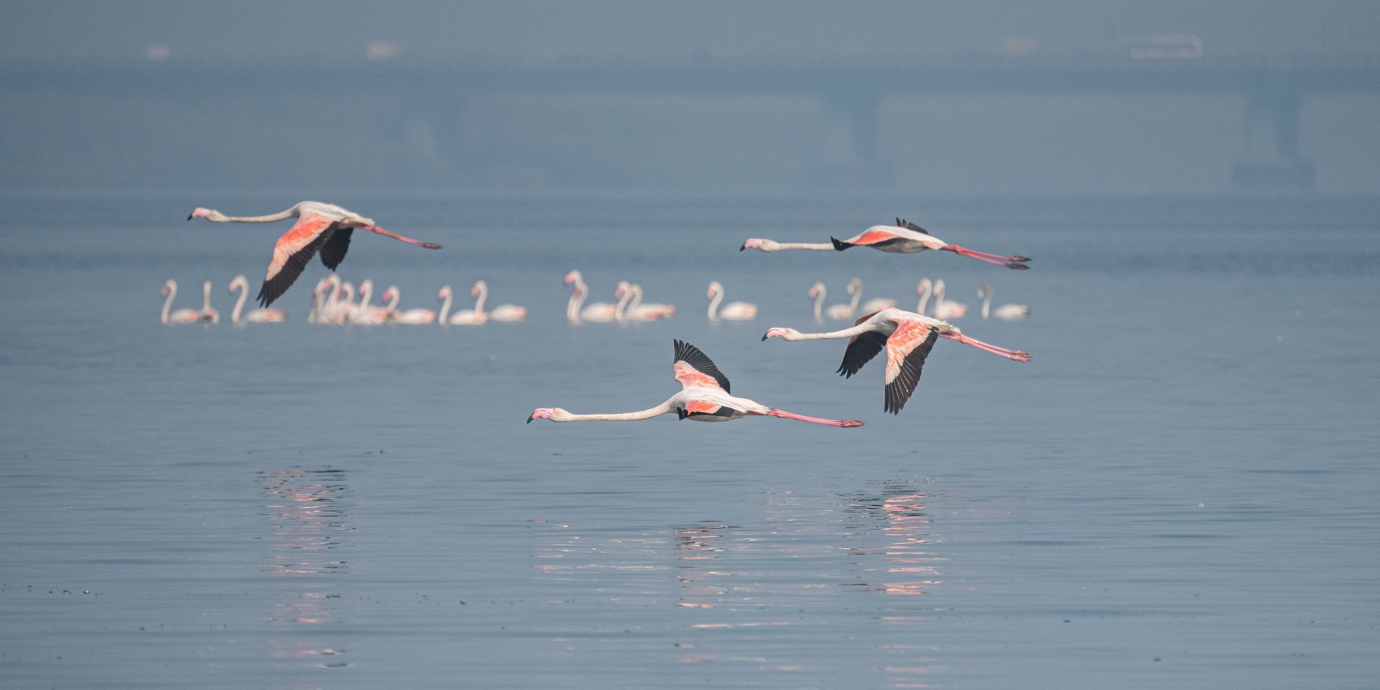 Maharashtra to get India's first AI-powered bird sanctuary
