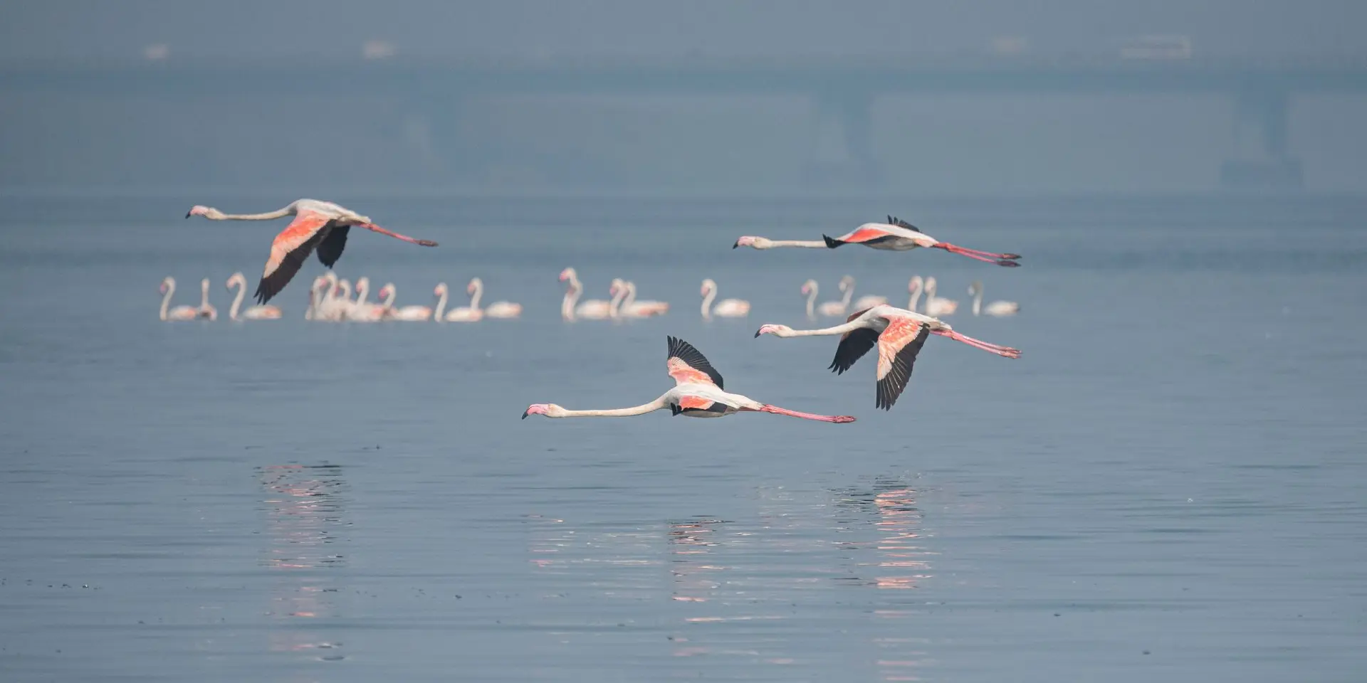 Maharashtra to get India's first AI-powered bird sanctuary