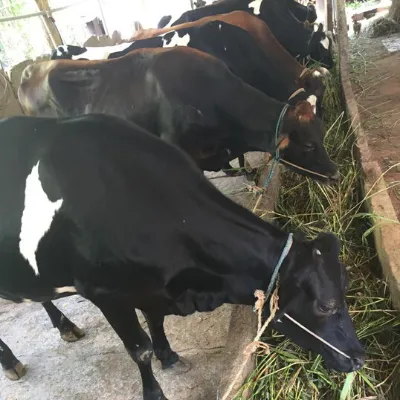 Cows