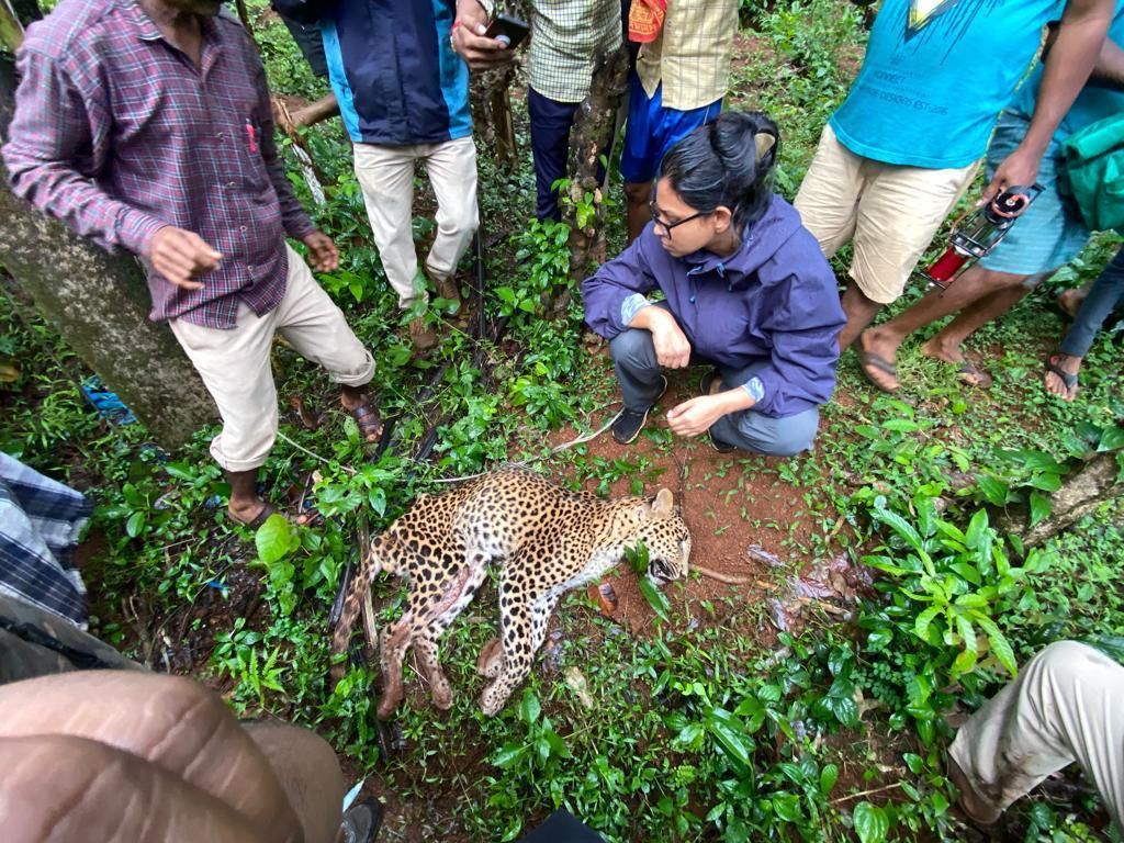 This wildlife veterinarian helps Karnataka’s leopards get back home safe