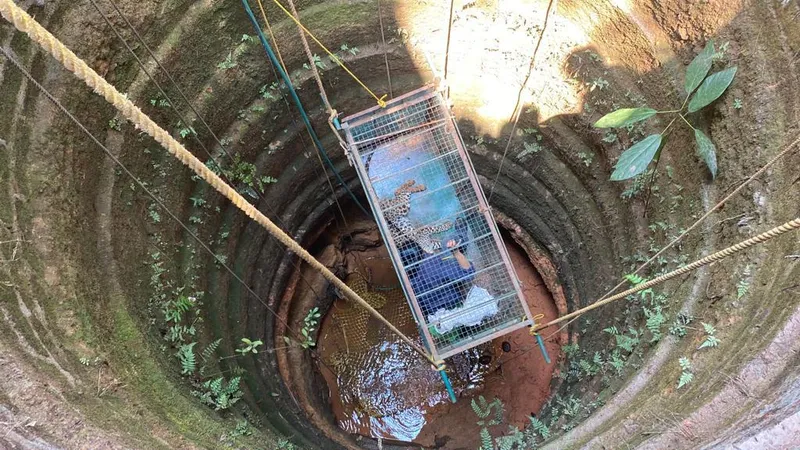 Niddodi leopard rescue