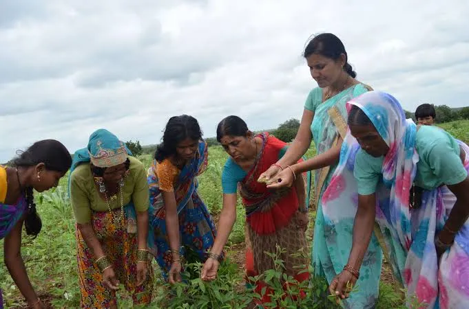Swayam Shikshan Prayog (SSP) is a non-profit organisation founded in the 1990s that works with rural women’s collectives on livelihoods, climate resilience and community development.