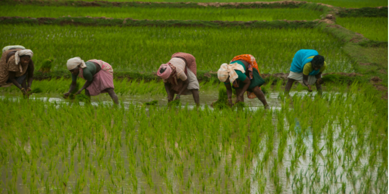 Report by SBI says upcoming Budget may provide long term measures for agri sector