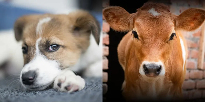 Dairy Industry & Save Street Dogs 