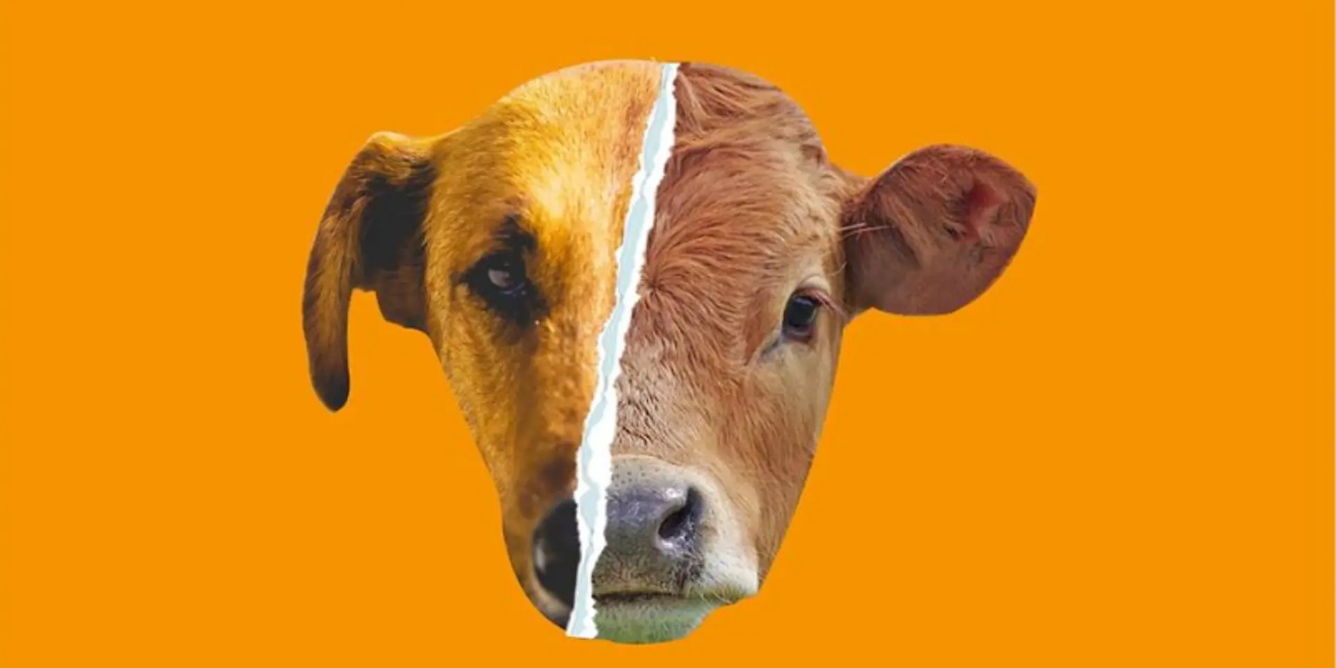 This organisation is fighting the good fight for animal welfare and rights in India