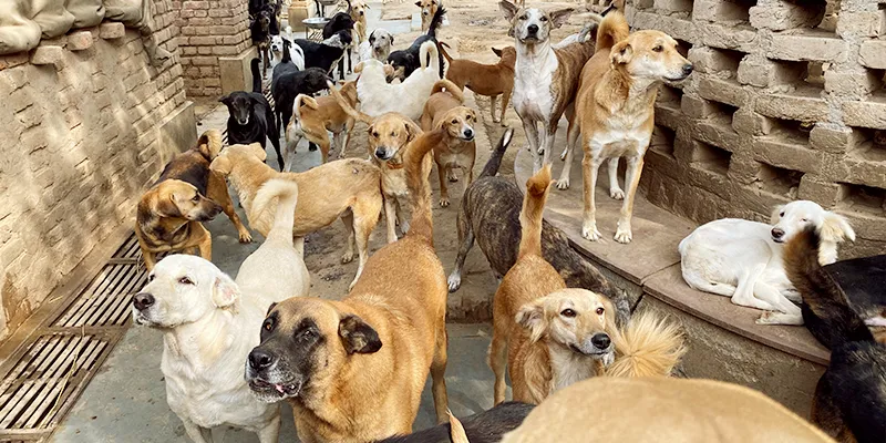 Dogs at ACGS