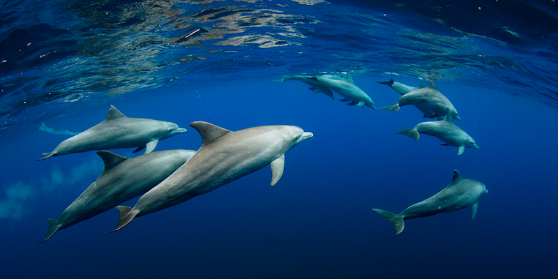Here are 5 organisations working to preserve the Indian marine ecosystem 