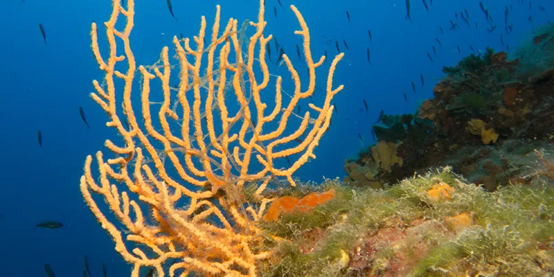 Coral