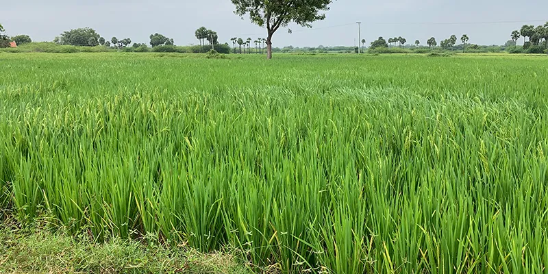 ABF Green Impact
