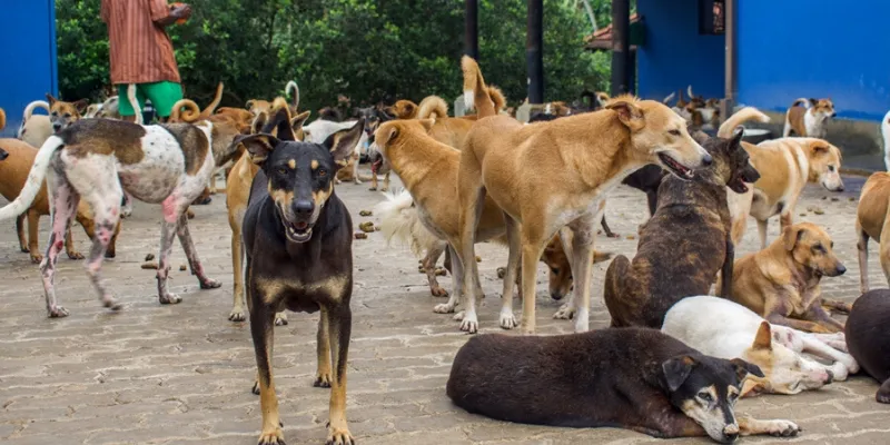 Zabi Khan builds animal sanctuary
