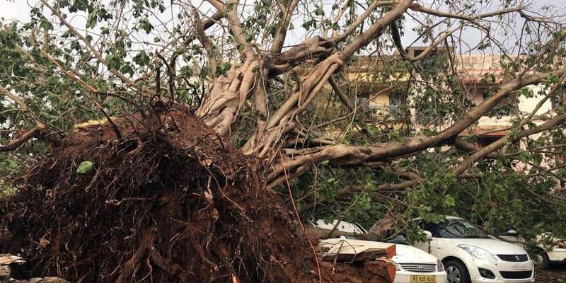 Odisha will plant six crore saplings to restore green cover lost to Cyclone Fani