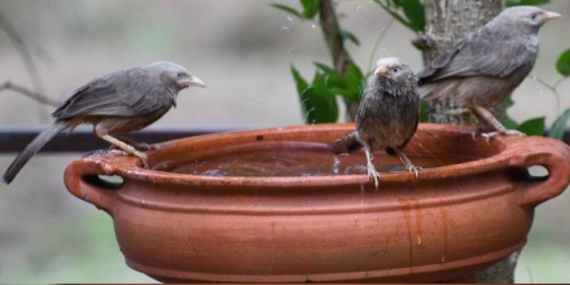 This summer, save birds from the scorching heat by taking up the #BirdBathChallenge
