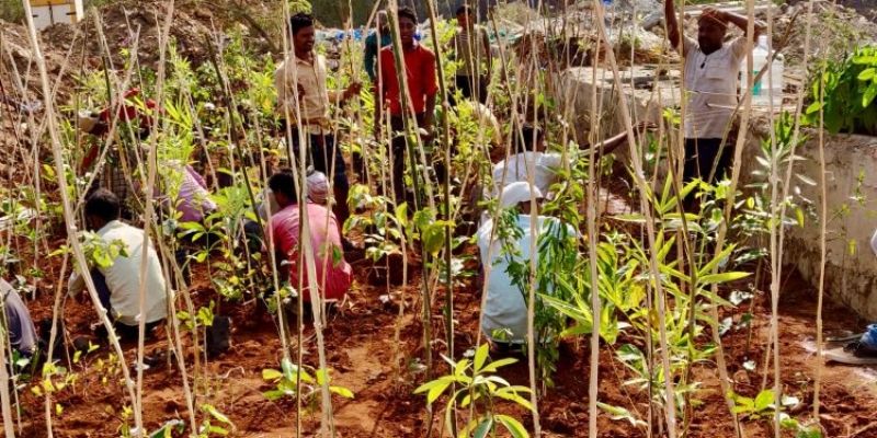This NGO is making Mumbai ‘greener’ by planting a dense forest in the middle of the city 