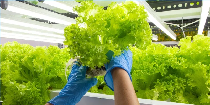 Meet the couple that runs Mumbai’s first hyperlocal farm and sells ...