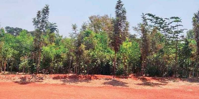  How to plant a forest in one year: these Karnataka govt school students show the way