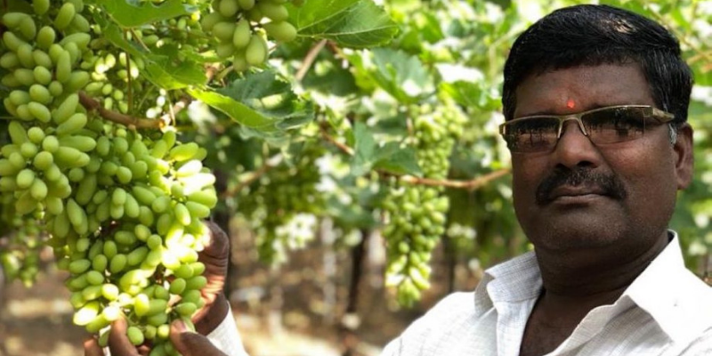 Vineyards of hope: despite drought, farmers from this Marathwada village are tasting success 