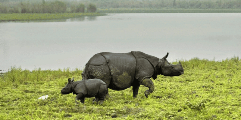 This Kaziranga forest guard has been protecting rhinos for 30 years