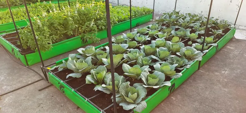 Living Greens