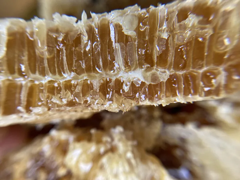 tenacious bee collective