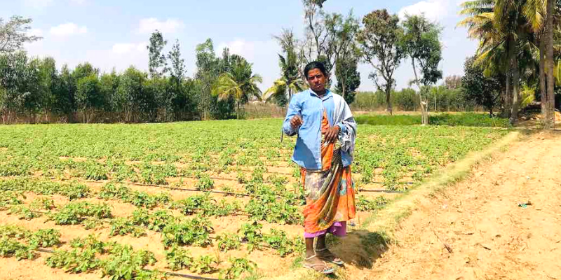 Drought-hit farmers grow crops with treated wastewater