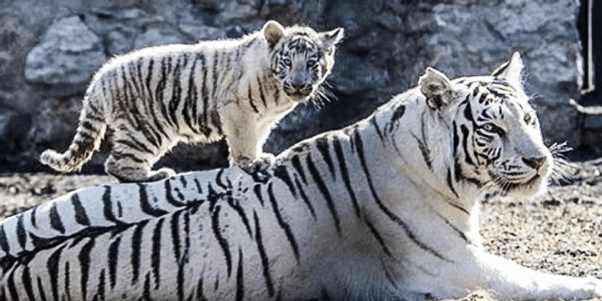 West Bengal forest ministry launches app offering virtual trip to Alipore Zoological Gardens