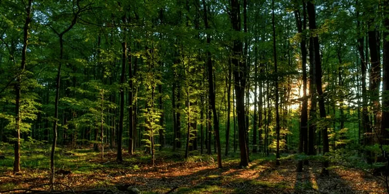 trees