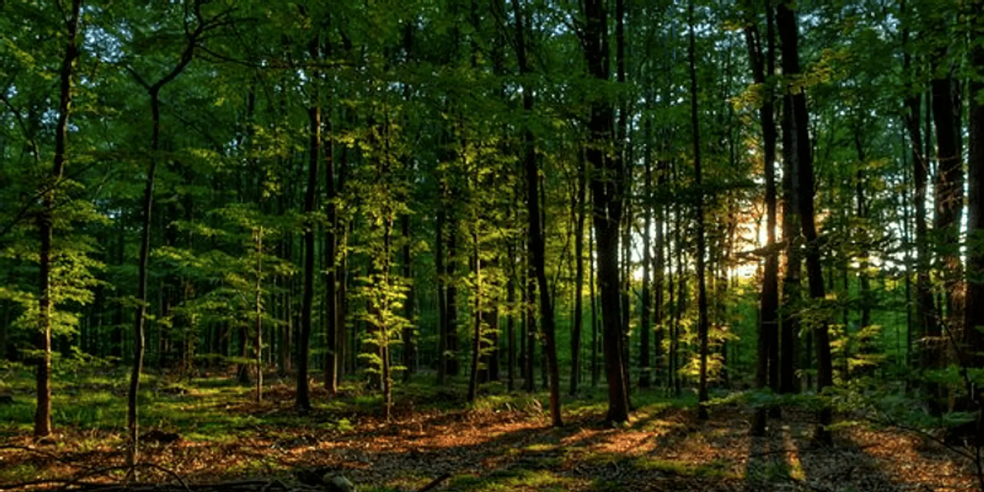 We humans have a role to play in endangering these rare Indian trees