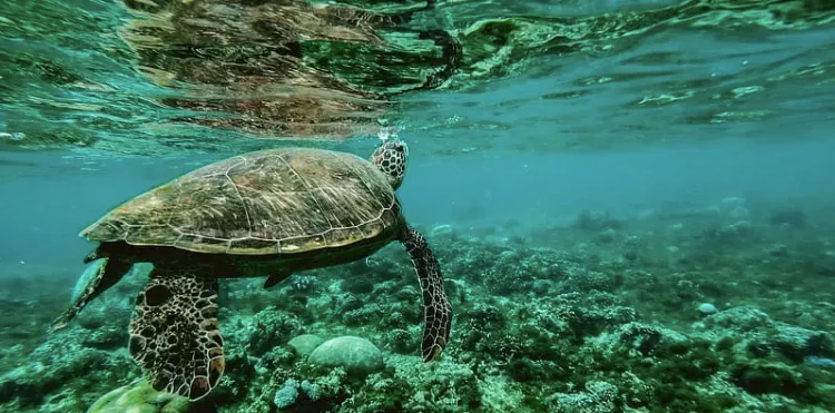 turtle