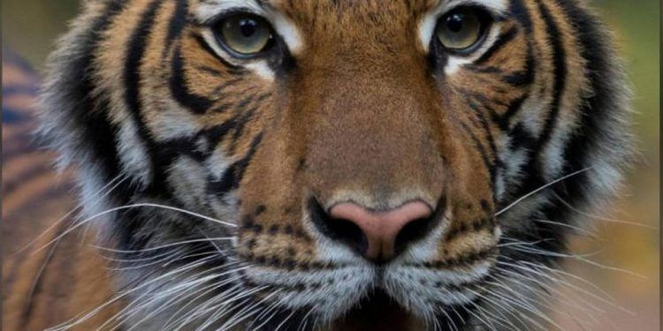 Coronavirus: Quarantine facilities open at Corbett, Rajaji National Park to protect animals from COVID-19