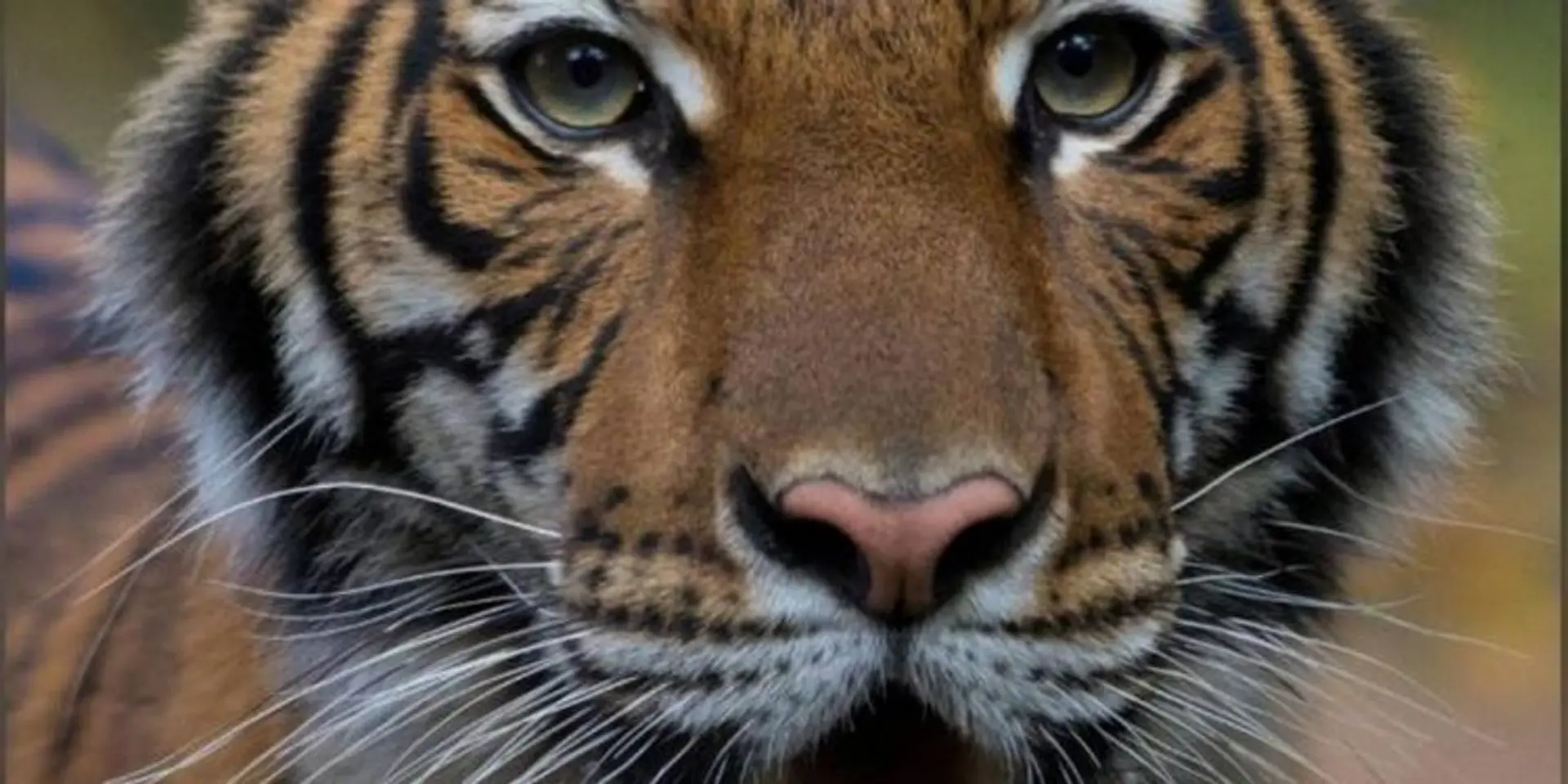 Coronavirus: Quarantine facilities open at Corbett, Rajaji National Park to protect animals from COVID-19