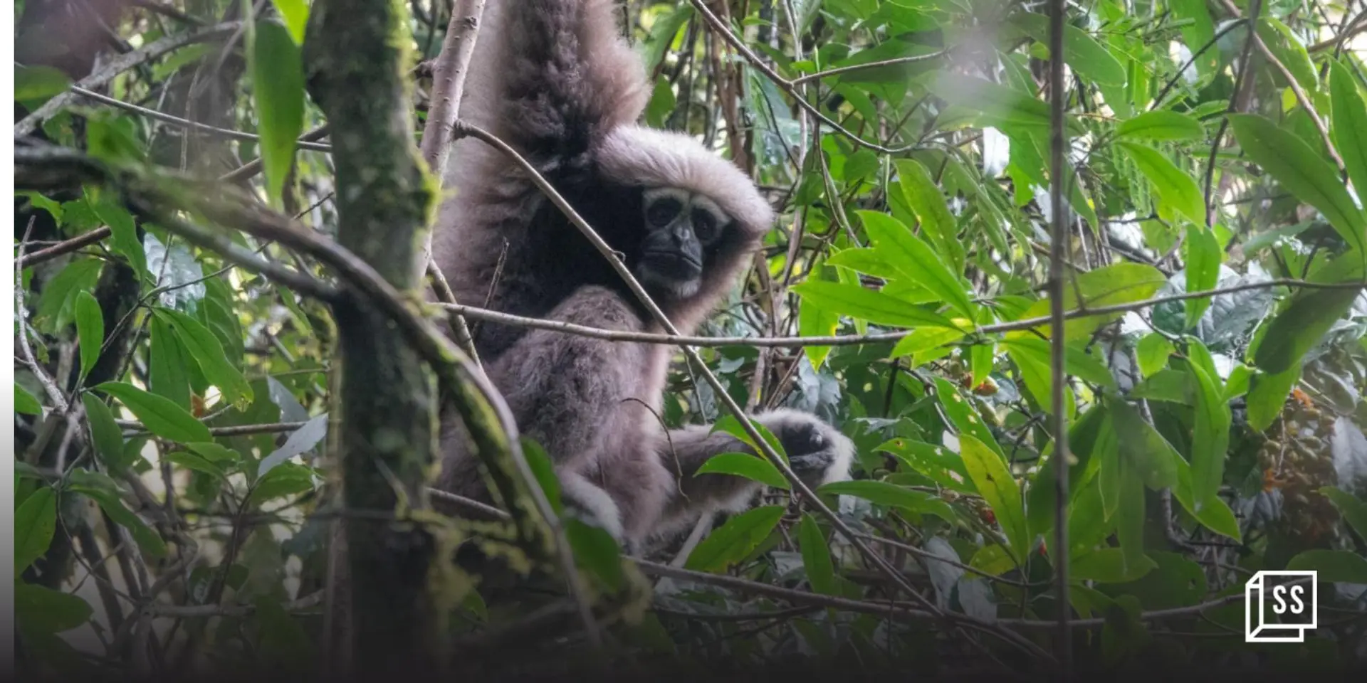 The last hope for degrading rainforests and vanishing gibbons of Northeast India