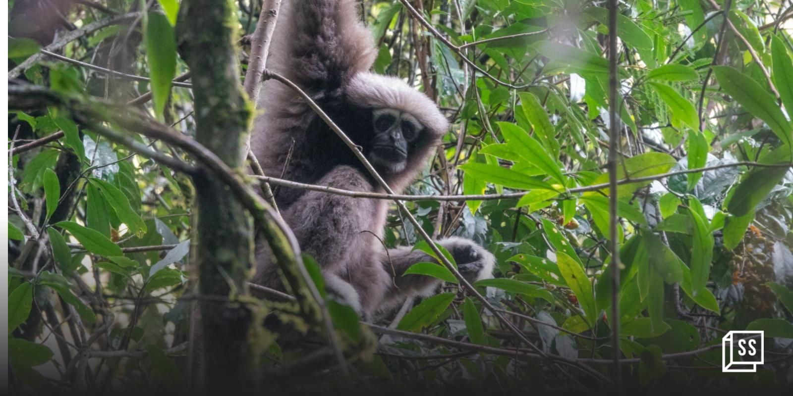The last hope for degrading rainforests and vanishing gibbons of Northeast India